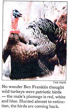 "No wonder Ben Franklin thought wild turkeys were patriotic birds -- the male's plumage is red, white and blue. Hunted almost to extinction, the birds are coming back."